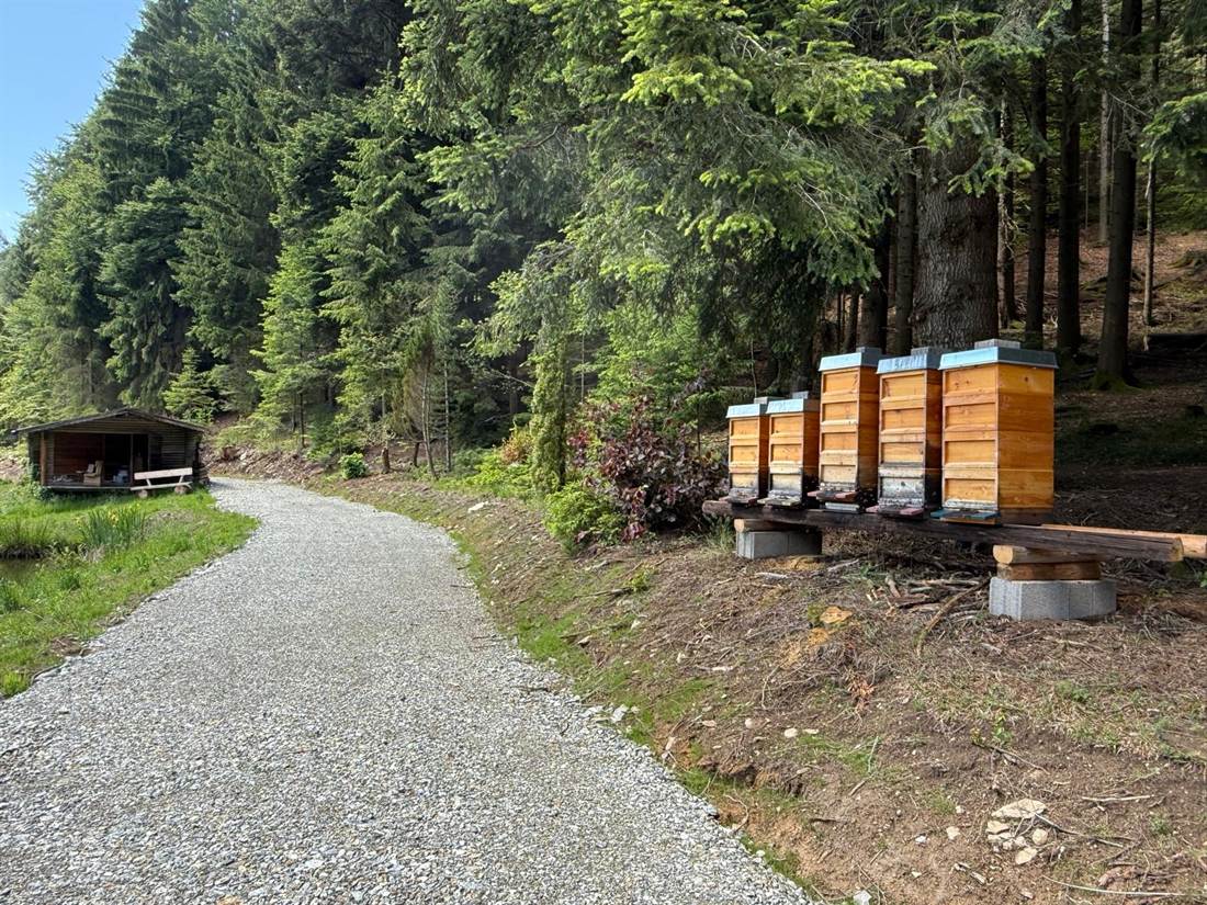 Der Bienenstand am Waldweg, daneben die Hütte